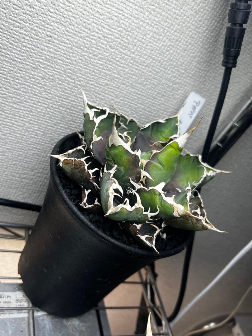 鉢メイン作家鉢×2 BB子株付き 白鯨形ひどいですがおまけです。