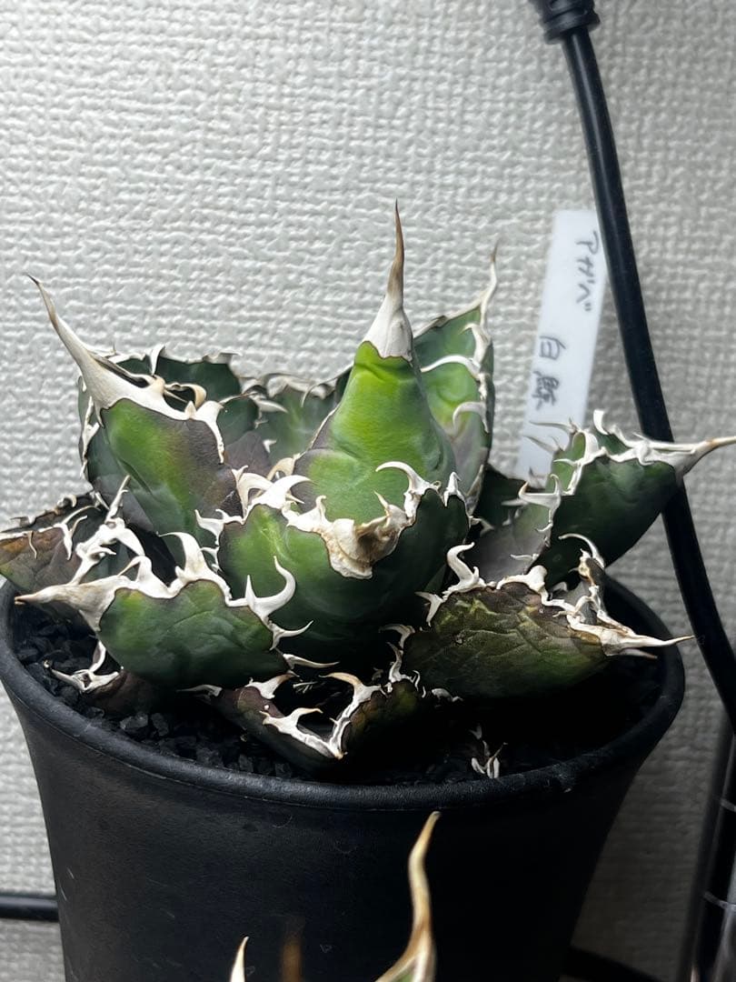 鉢メイン作家鉢×2 BB子株付き 白鯨形ひどいですがおまけです。