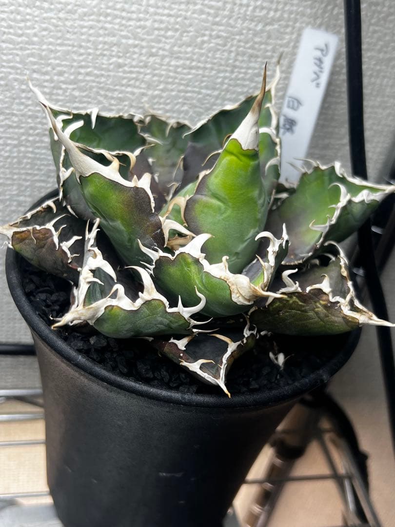 鉢メイン作家鉢×2 BB子株付き 白鯨形ひどいですがおまけです。