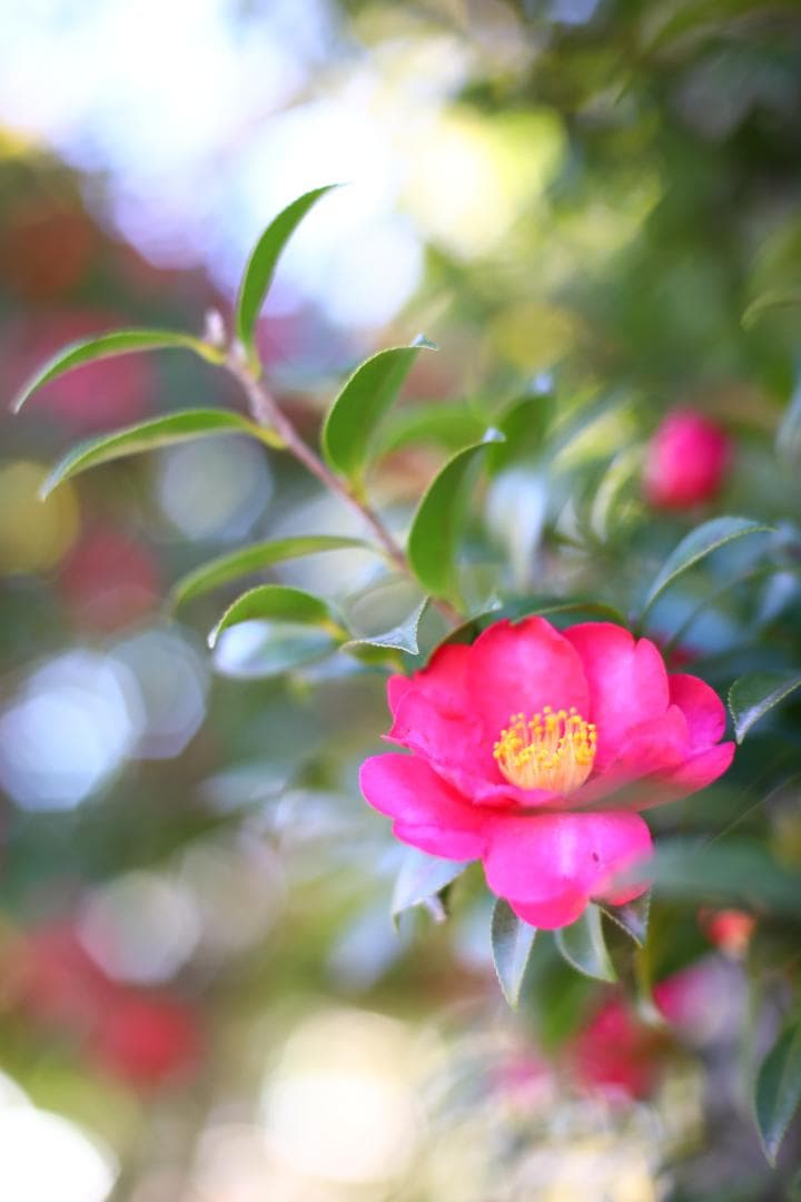 美品☆ 整備済 分解清掃 Nikon AI-S 50mm f1.4