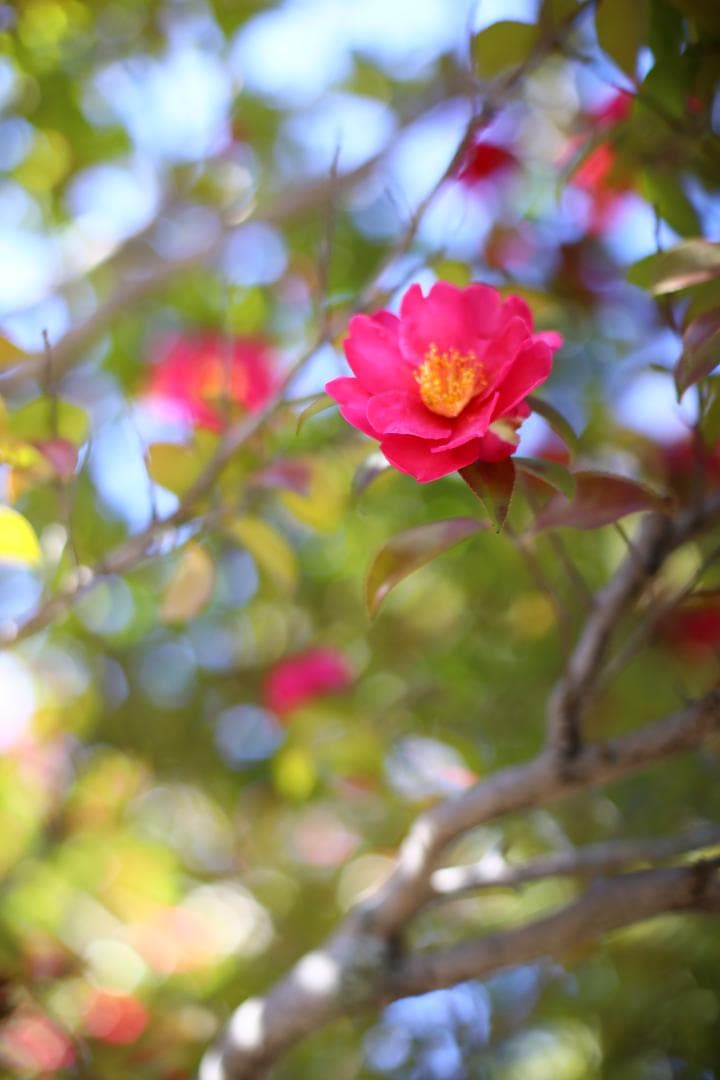 美品☆ 整備済 分解清掃 Nikon AI-S 50mm f1.4