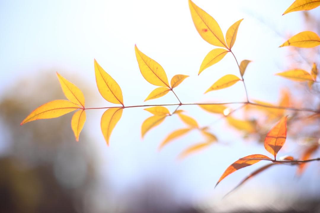 美品☆ 整備済 分解清掃 Nikon AI-S 50mm f1.4