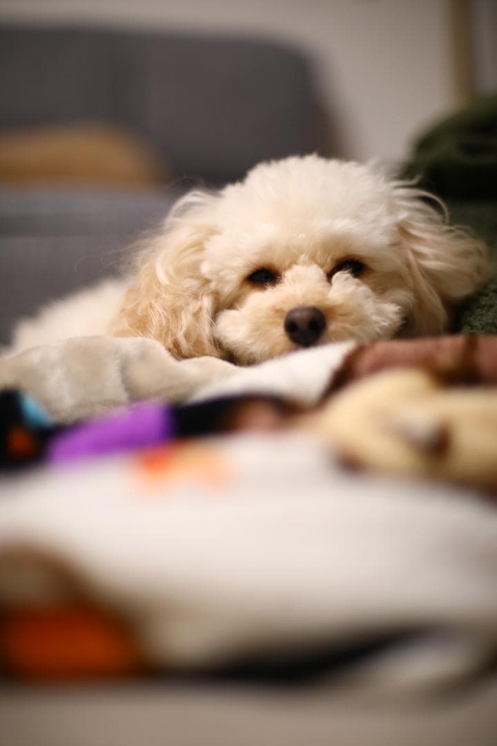 美品☆ 整備済 分解清掃 Nikon AI-S 50mm f1.4