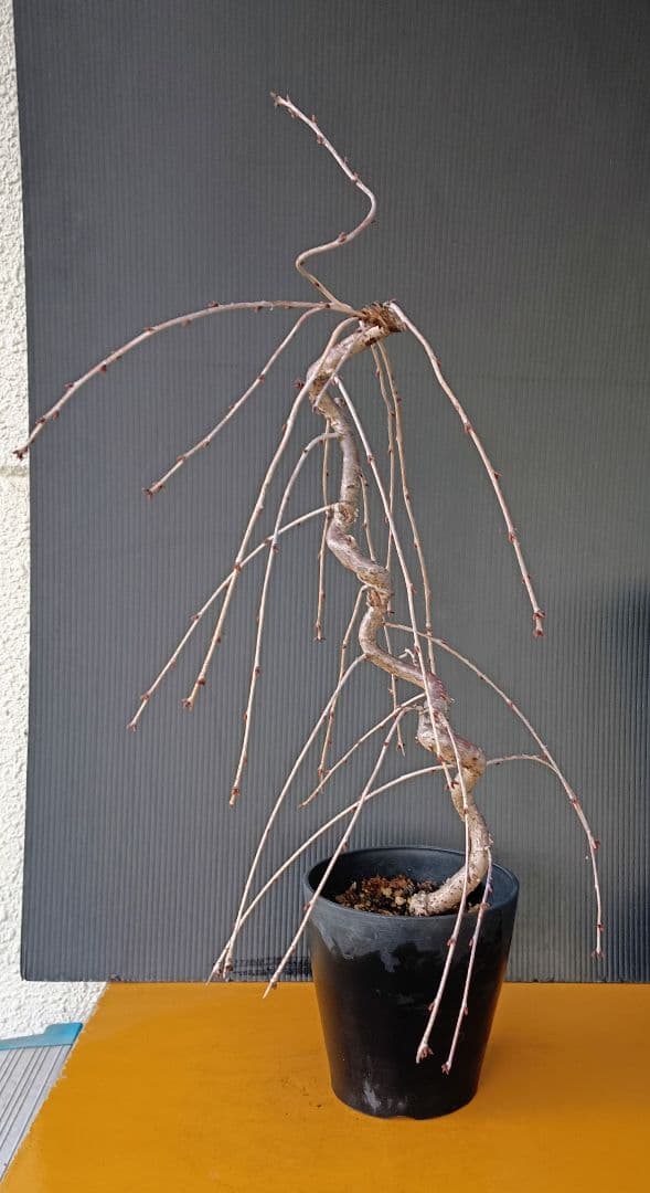 富士枝垂桜盆栽 5