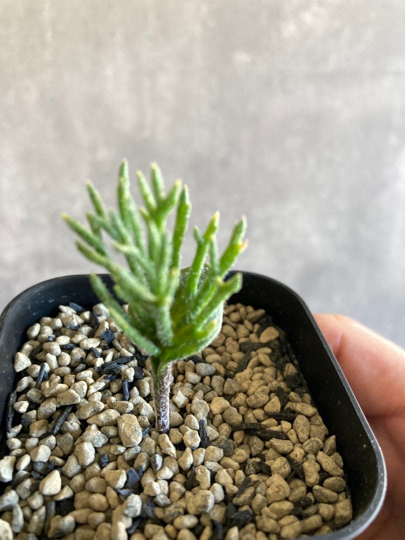 エリオスペルマム　ケルビコルネ　実生5-1161