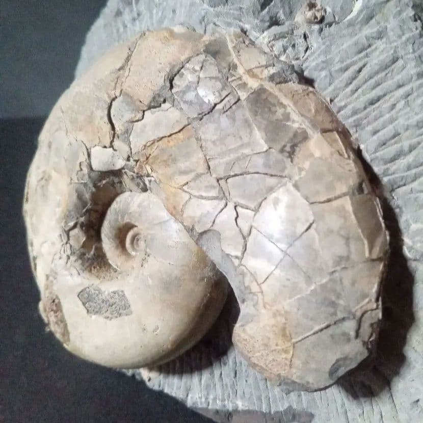 化石　骨格　標本　アンモナイト　美麗標本　国産
