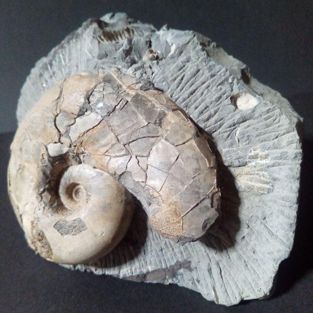 化石　骨格　標本　アンモナイト　美麗標本　国産