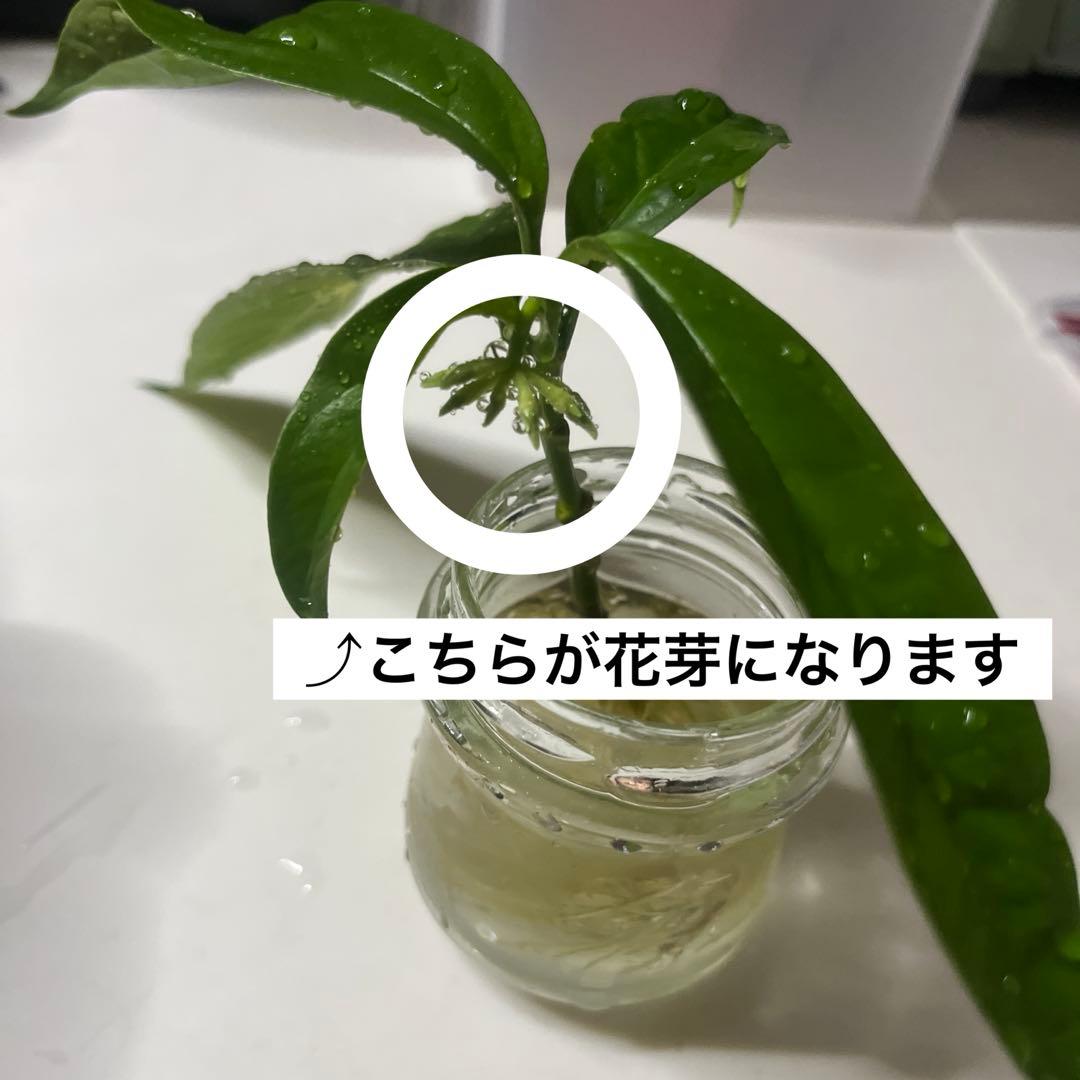 hoya decipulae ホヤ デシプラエ　熱帯植物 新芽展開済み 花芽付き
