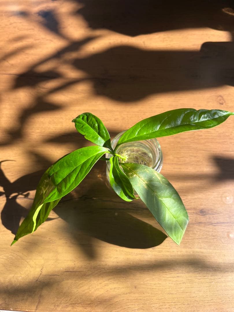 hoya decipulae ホヤ デシプラエ　熱帯植物 新芽展開済み 花芽付き