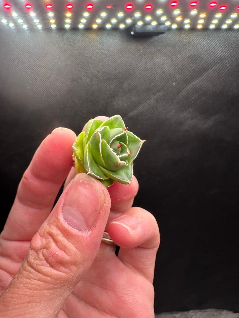 【アガベ_ピンキー】 王妃笹の雪A型_4