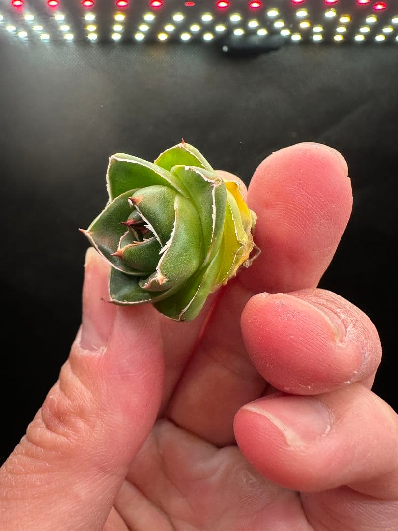 【アガベ_ピンキー】 王妃笹の雪A型_4