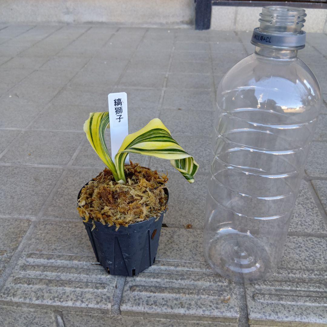 万年青　おもと　縞獅子