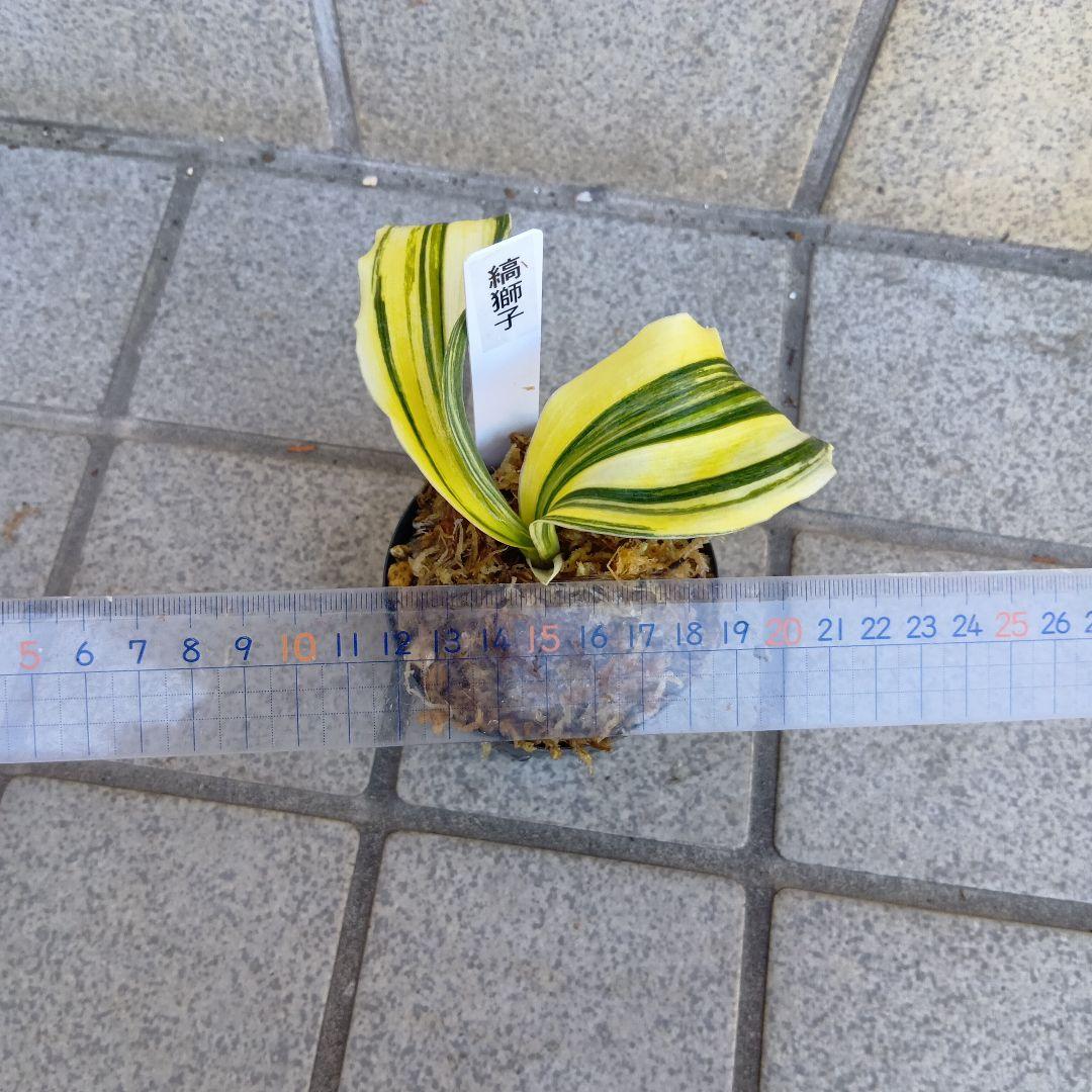 万年青　おもと　縞獅子