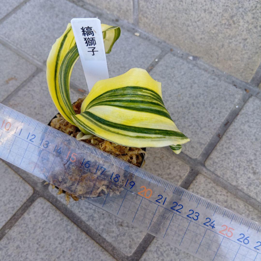 万年青　おもと　縞獅子