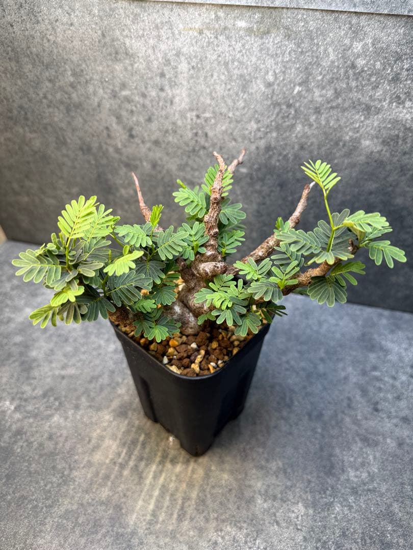 センナ メリディオナリス　海外実生　発根済み　471