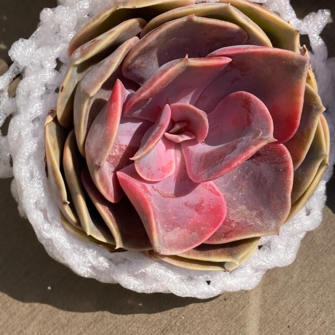 【新入荷】エケベリア　韓国苗　ウエストレインボー錦　多肉植物