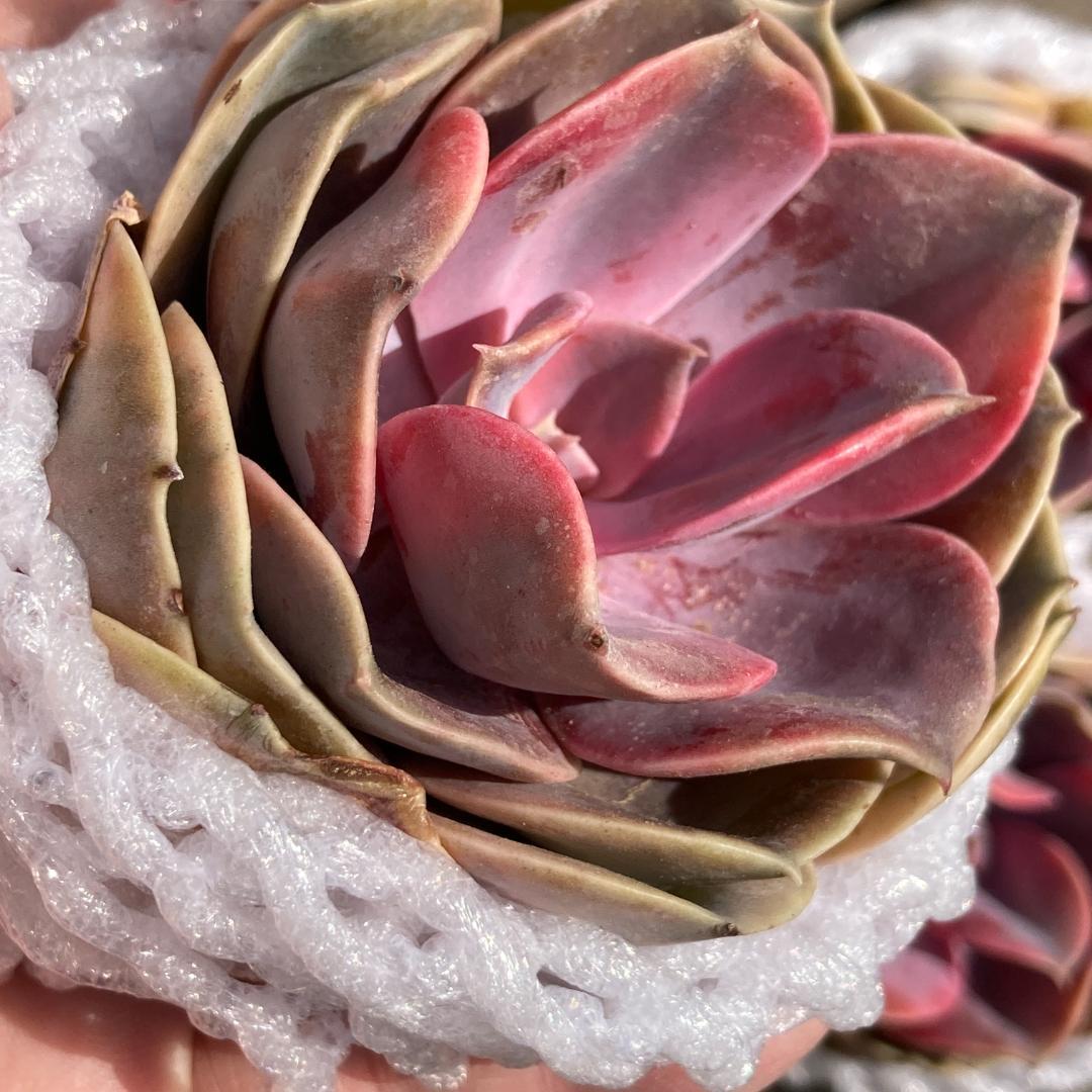 【新入荷】エケベリア　韓国苗　ウエストレインボー錦　多肉植物