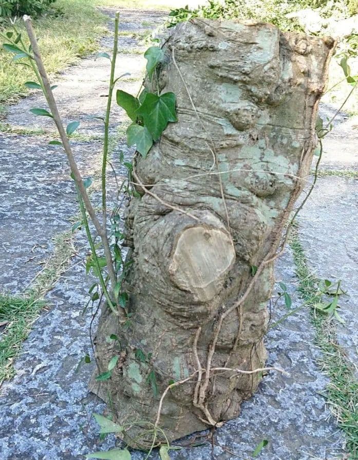 柘植の木