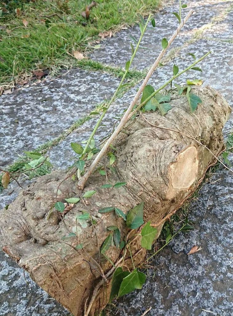 柘植の木