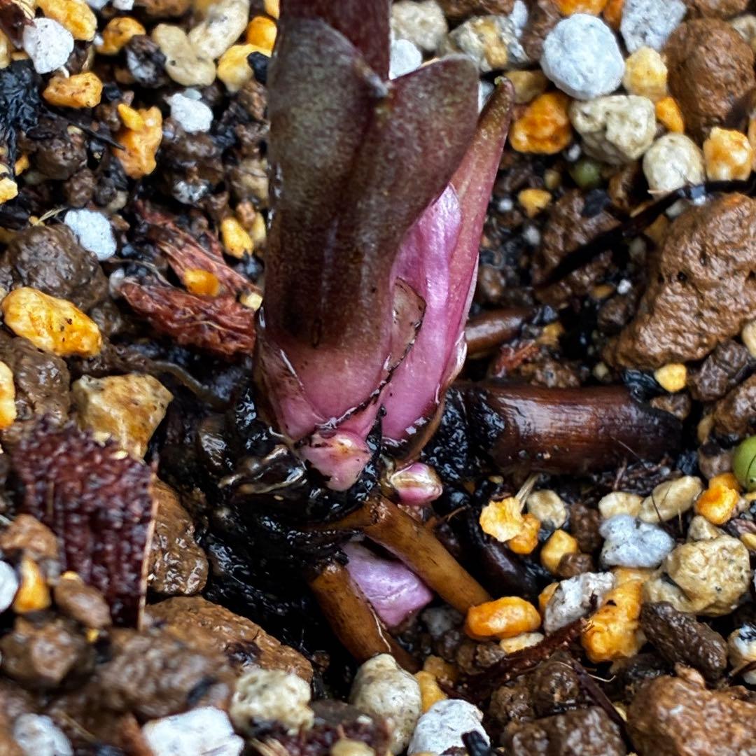 3789☘️2年間管理株☘️タグ付☘️超レア☘️⭐️BELCHERI⭐️PINK ICE系⭐️