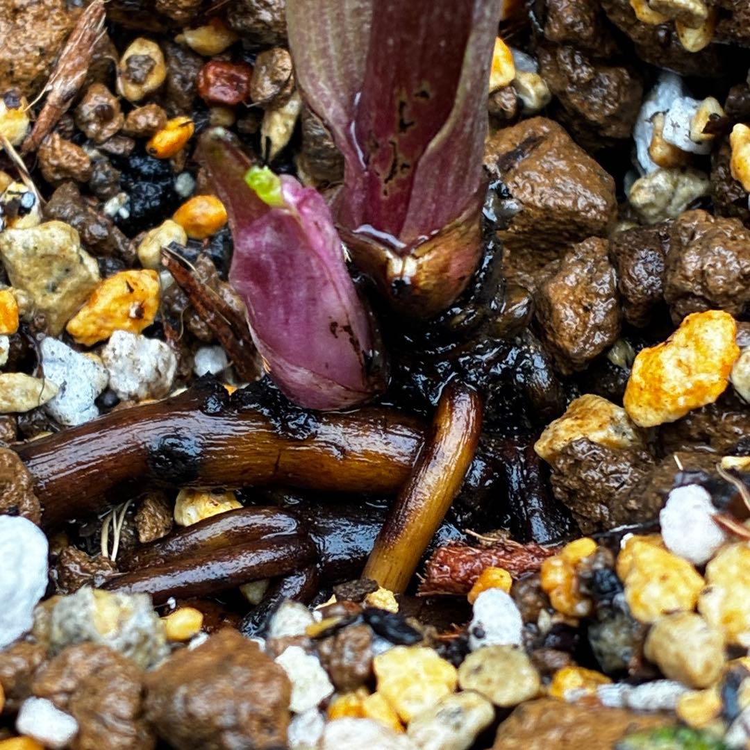 3789☘️2年間管理株☘️タグ付☘️超レア☘️⭐️BELCHERI⭐️PINK ICE系⭐️