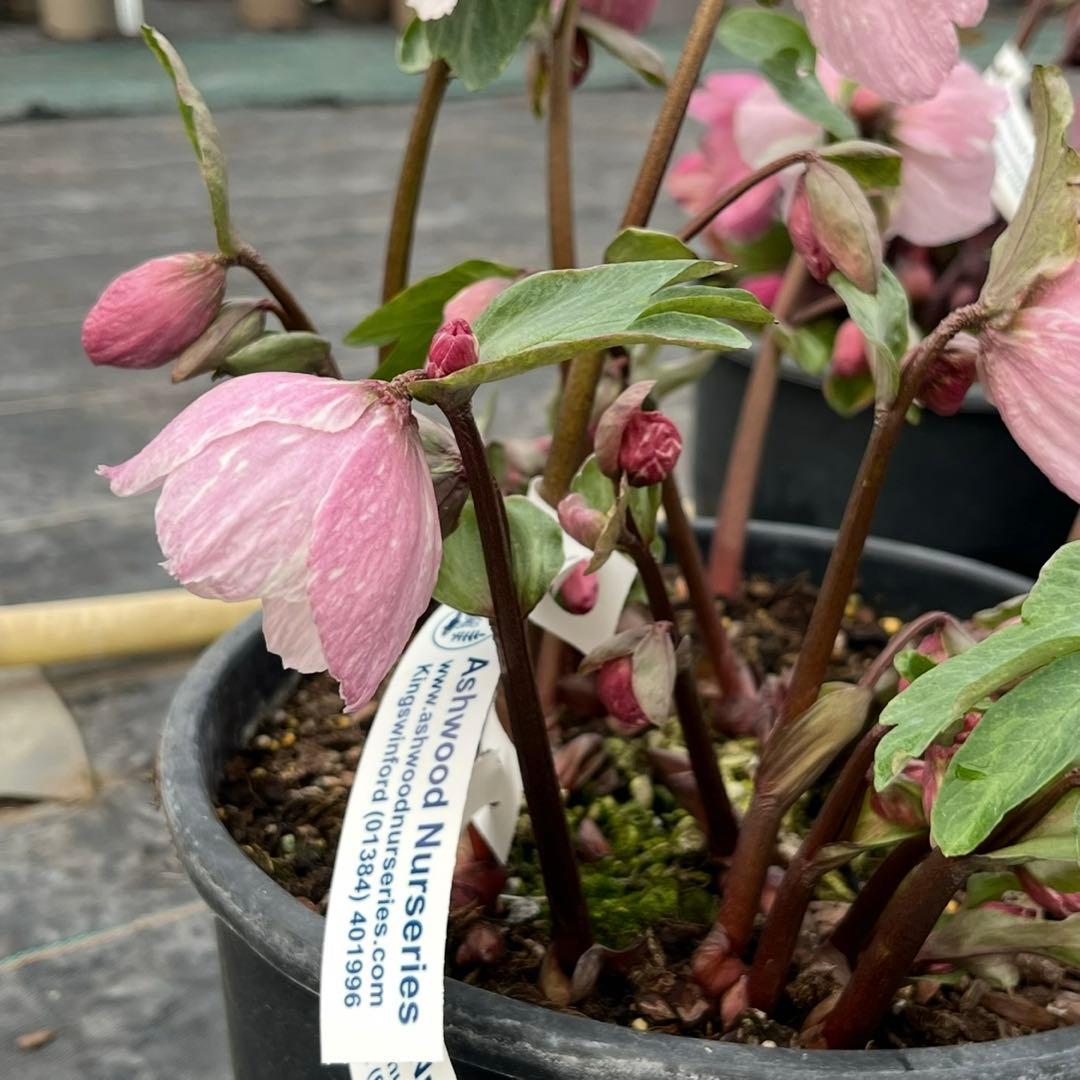 3789☘️2年間管理株☘️タグ付☘️超レア☘️⭐️BELCHERI⭐️PINK ICE系⭐️