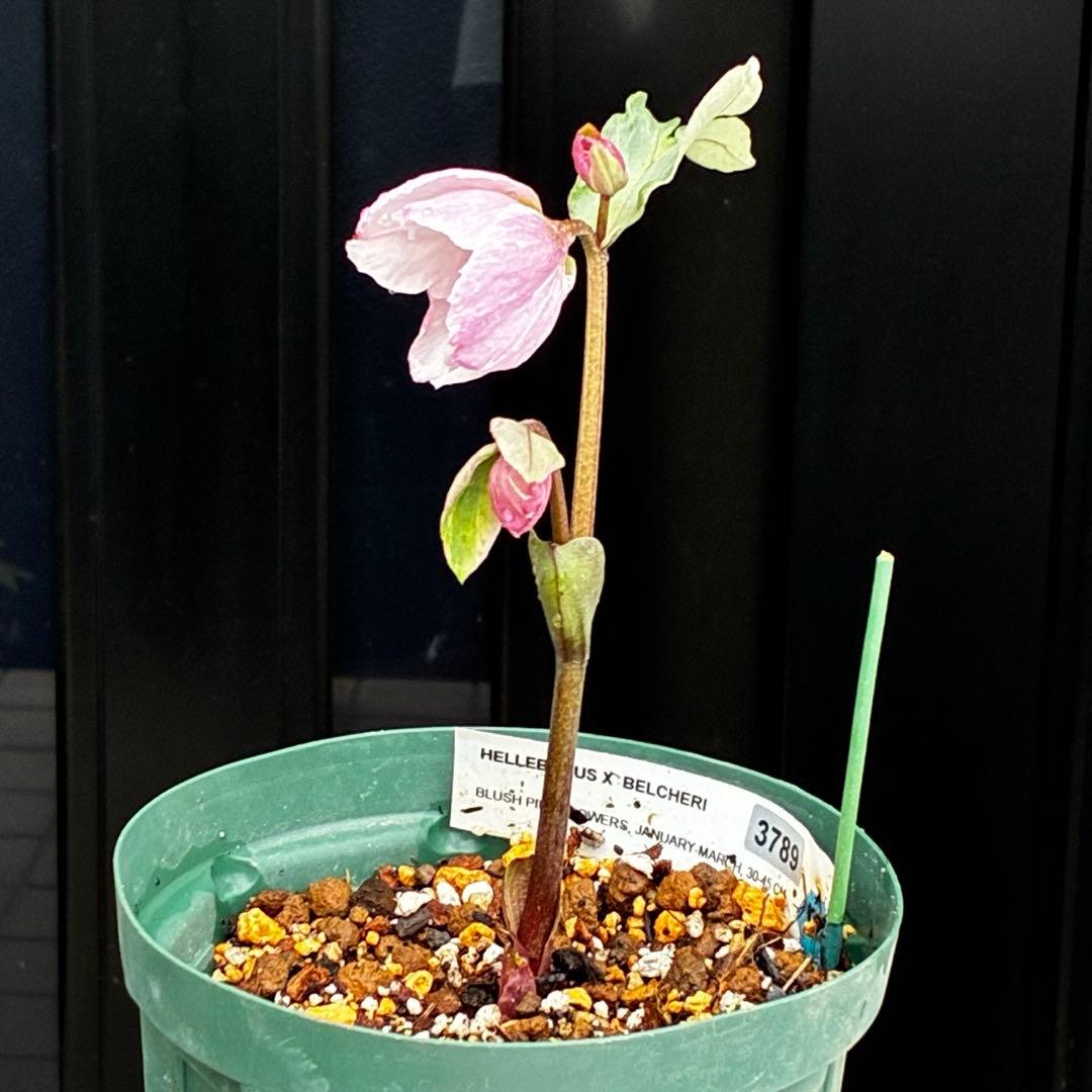3789☘️2年間管理株☘️タグ付☘️超レア☘️⭐️BELCHERI⭐️PINK ICE系⭐️