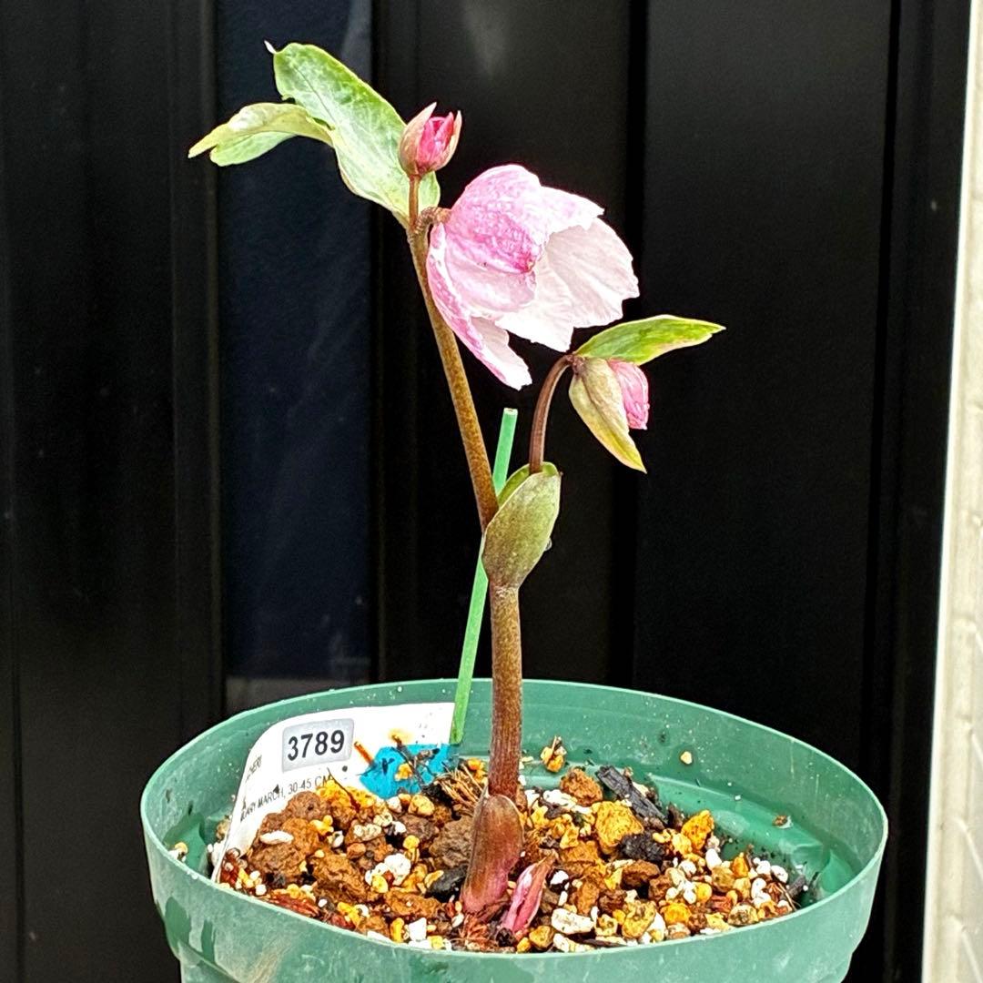 3789☘️2年間管理株☘️タグ付☘️超レア☘️⭐️BELCHERI⭐️PINK ICE系⭐️