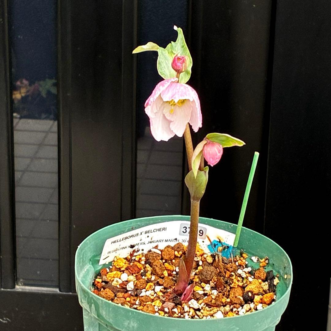3789☘️2年間管理株☘️タグ付☘️超レア☘️⭐️BELCHERI⭐️PINK ICE系⭐️