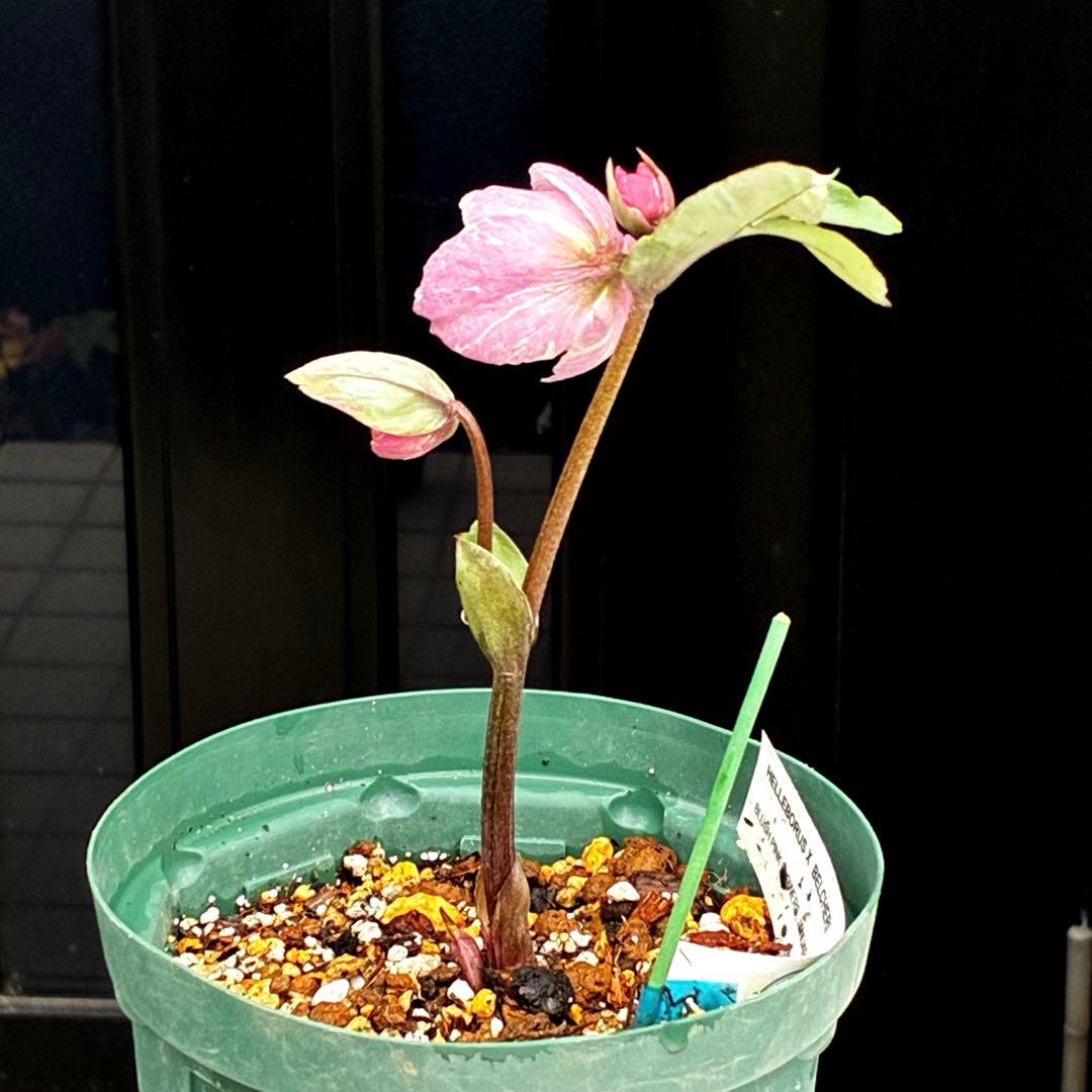 3789☘️2年間管理株☘️タグ付☘️超レア☘️⭐️BELCHERI⭐️PINK ICE系⭐️