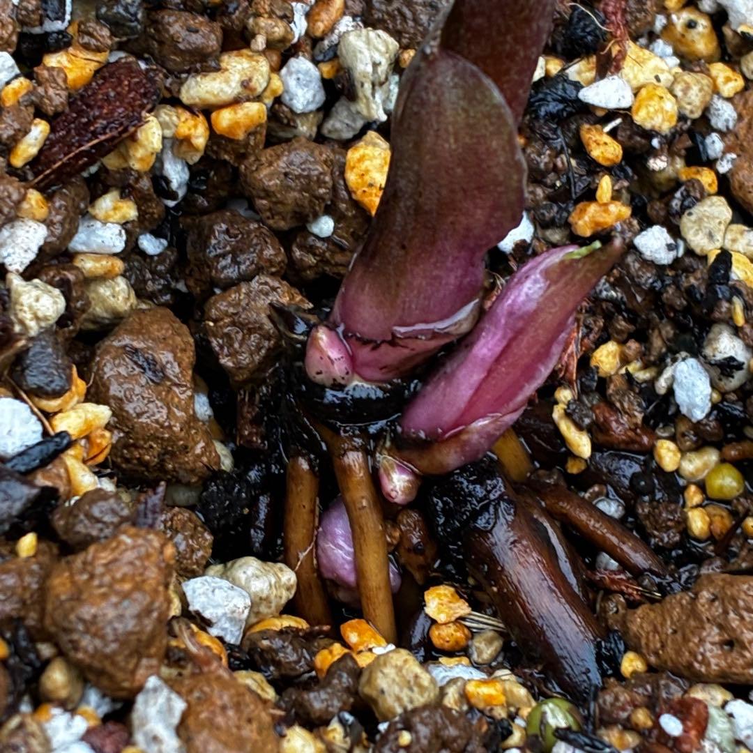 3789☘️2年間管理株☘️タグ付☘️超レア☘️⭐️BELCHERI⭐️PINK ICE系⭐️