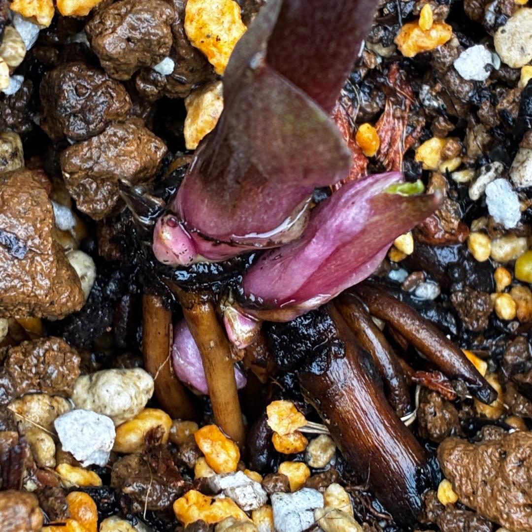 3789☘️2年間管理株☘️タグ付☘️超レア☘️⭐️BELCHERI⭐️PINK ICE系⭐️