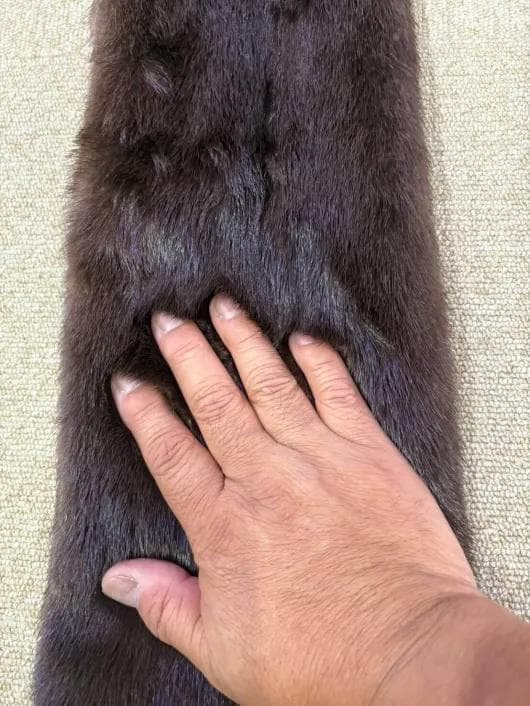 高品質！ カナダカワウソの毛皮　１点もの