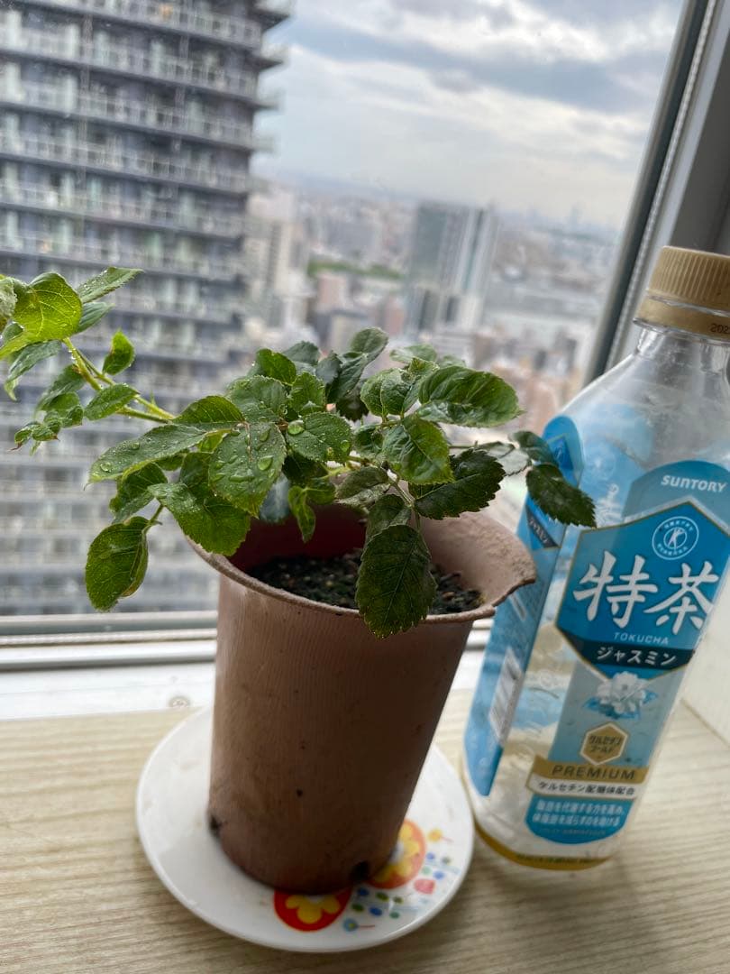 セール！超強健！香り高い大輪！ゴージャスな花　イングリッシュローズ　一年生バラ苗