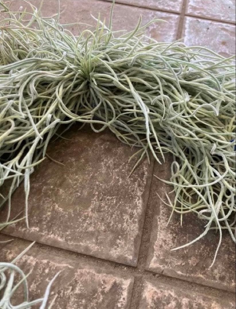 スパニッシュモス　ウスネオイデス　エアプランツ　エアープランツ　観葉植物吊り下げ