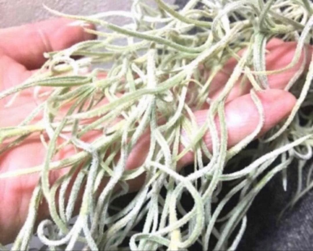 スパニッシュモス　ウスネオイデス　エアプランツ　エアープランツ　観葉植物吊り下げ