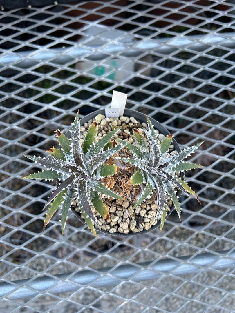 DBディッキア Dyckia Bill Baker hybrid #105 ⑶