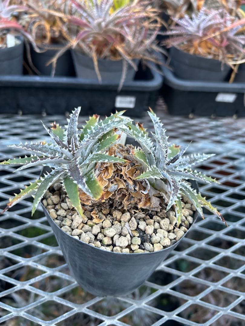 DBディッキア Dyckia Bill Baker hybrid #105 ⑶