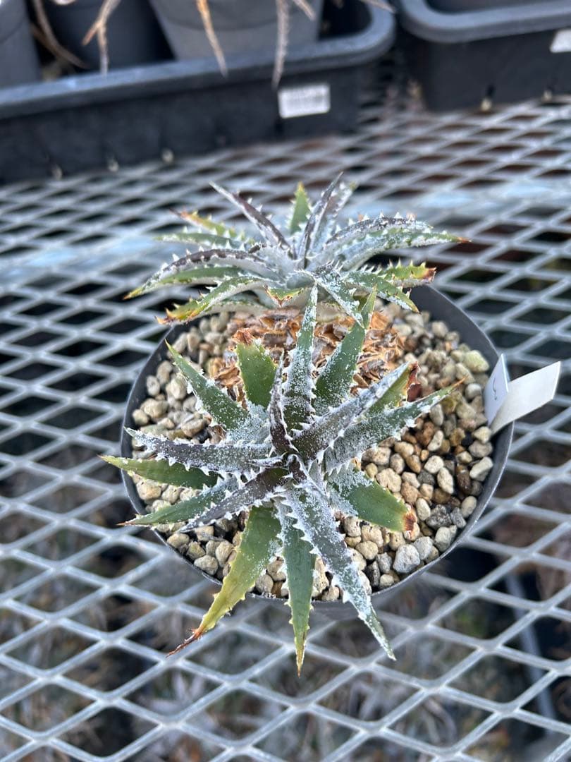 DBディッキア Dyckia Bill Baker hybrid #105 ⑶