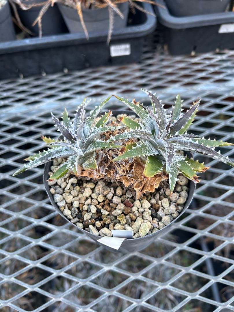 DBディッキア Dyckia Bill Baker hybrid #105 ⑶