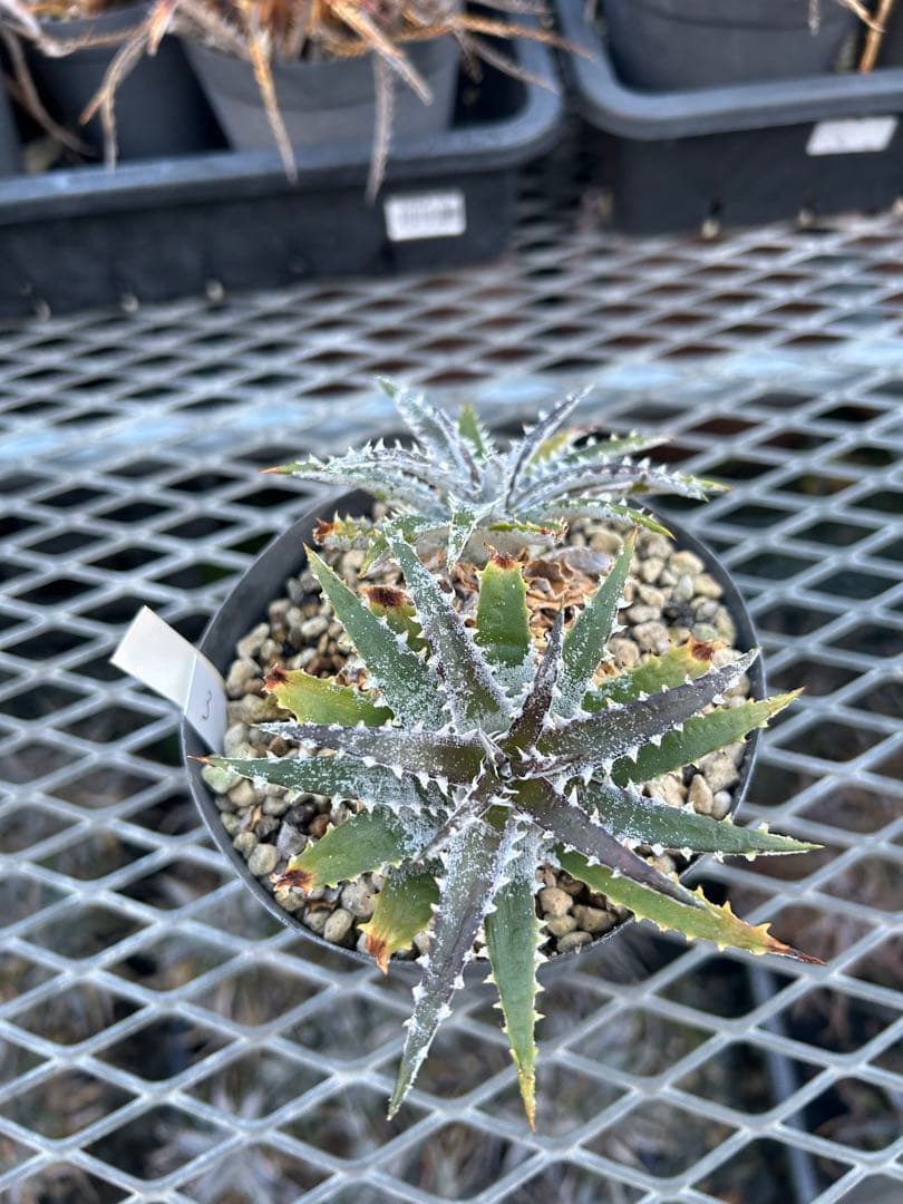 DBディッキア Dyckia Bill Baker hybrid #105 ⑶
