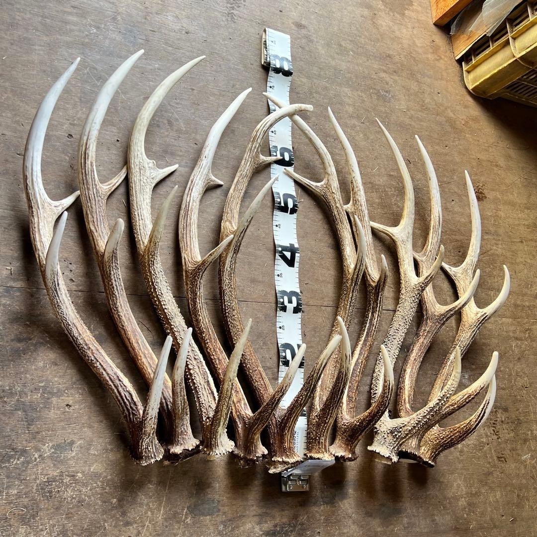 鹿の角　蝦夷鹿　大10本セット　No.11
