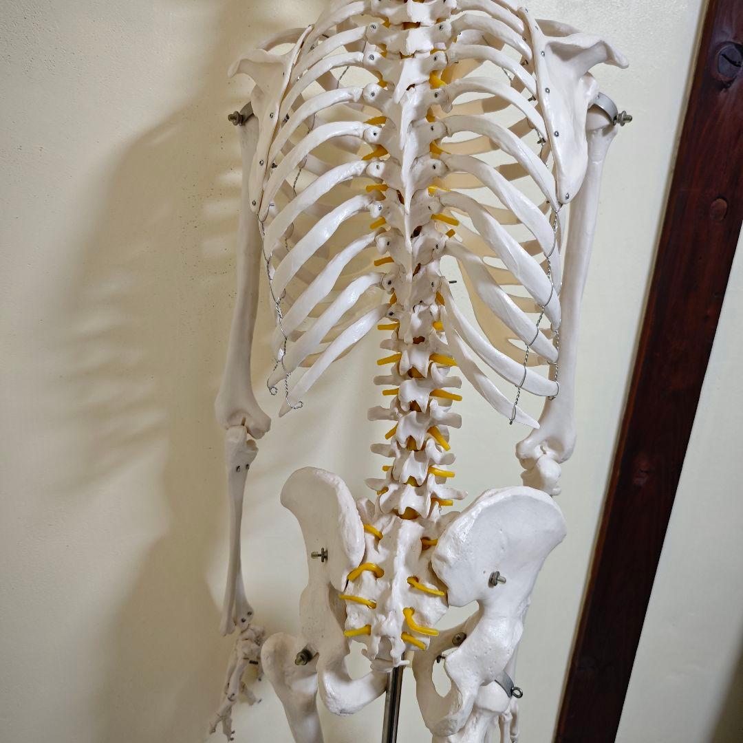 【美品】骨格標本・人体模型・台座付き等身大 可動関節 170cm