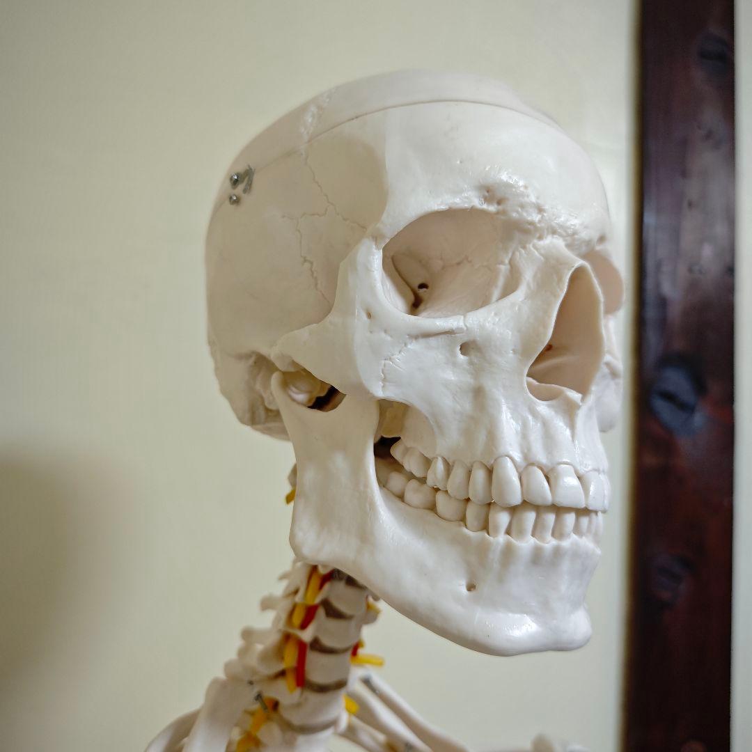 【美品】骨格標本・人体模型・台座付き等身大 可動関節 170cm