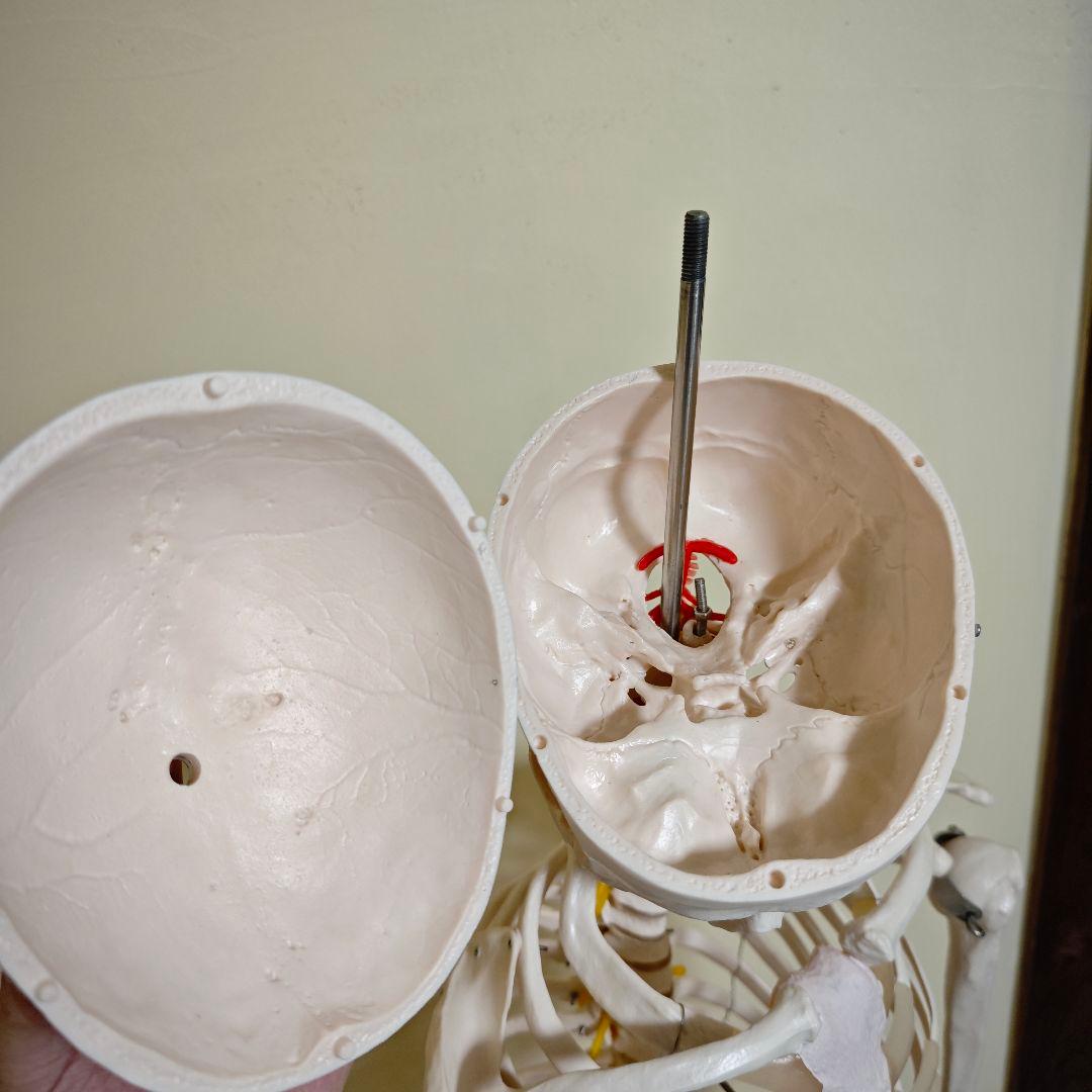 【美品】骨格標本・人体模型・台座付き等身大 可動関節 170cm