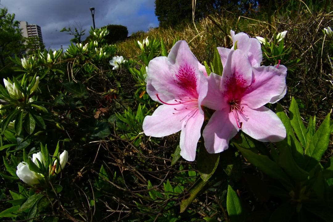 [美品/作例あり] SMC Pentax DA* 16-50mm f2.8