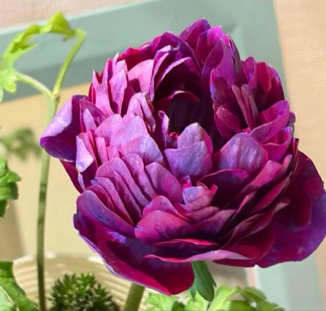 ジャスミン様　リクエスト　おまとめ6点