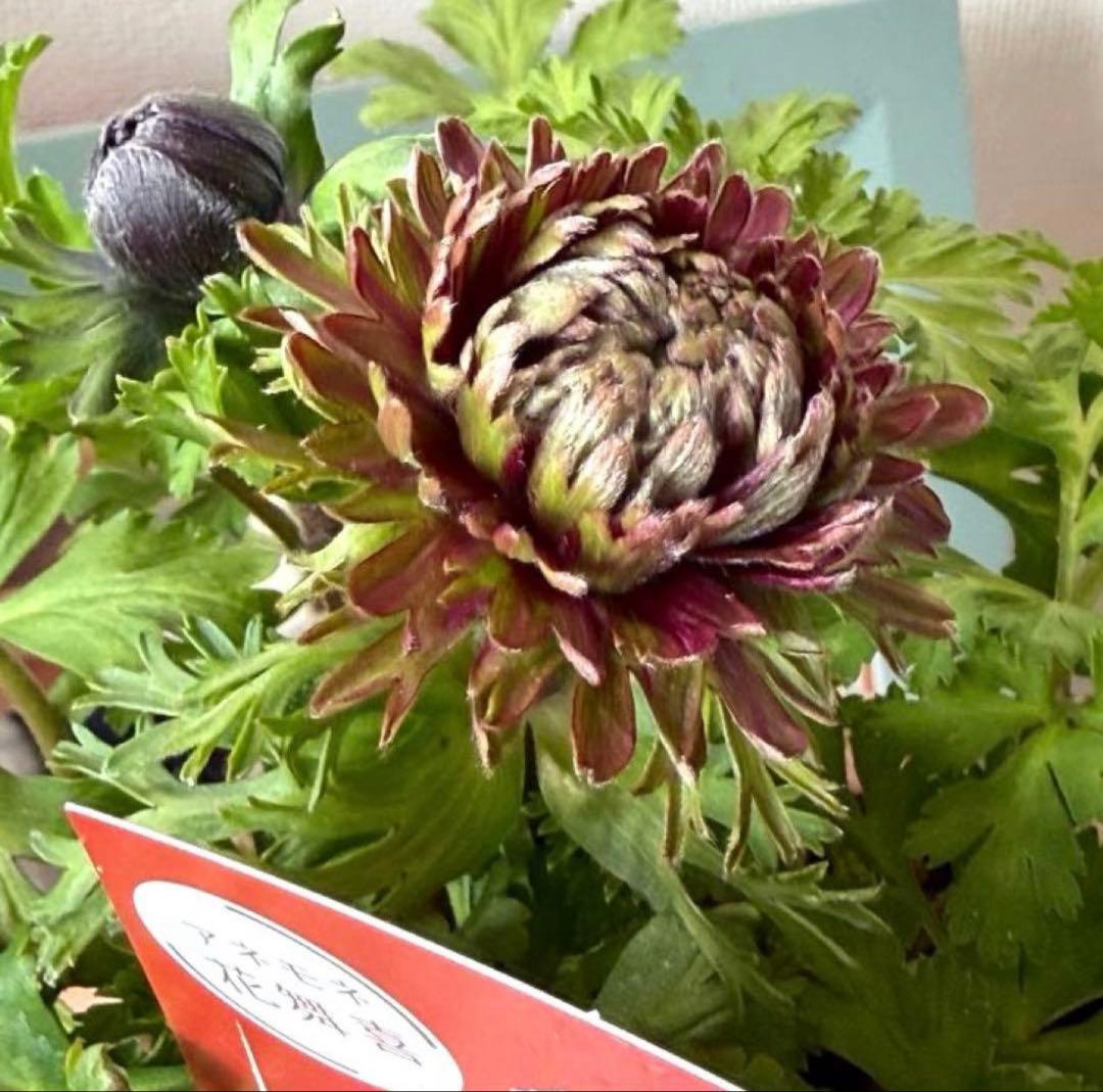 ジャスミン様　リクエスト　おまとめ6点