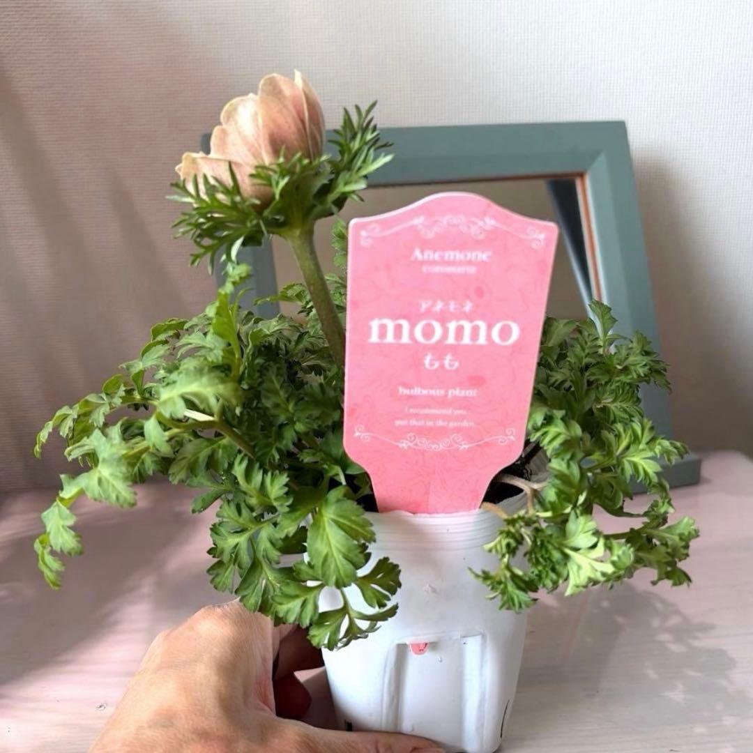 ジャスミン様　リクエスト　おまとめ6点