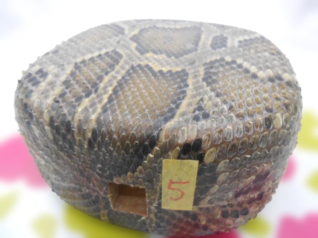 #5H現品販売(送料無料) 新品14.000円N蛇皮強化張チーガ 今年３月作成